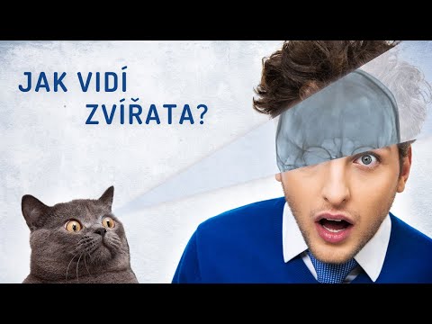 Video: Jaké barvy vidí kopytníci?