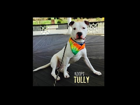 adopt-tully!-long-island,-ny.-contact-inforoadtohome@gmail.com