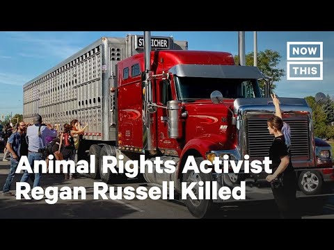 Video: Animal rights activists attack Roberto Cavalli