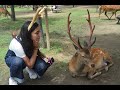 Let's visit Nara Deer Park in Japan!