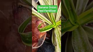 Banana Onion Peel fertilizer garden plants plantgrowth nature organic recycle waste 