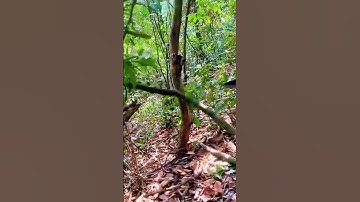 the process of cutting a tree trunk with a machete #shorts