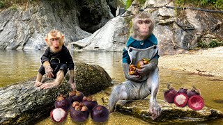 Monkey Bim Bim's family bathed in the stream and ate mangosteen