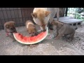 スイカを食べる山陰柴犬親子