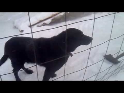 Video: Kuinka Vieroittaa Labradorinnoutuja Puremasta