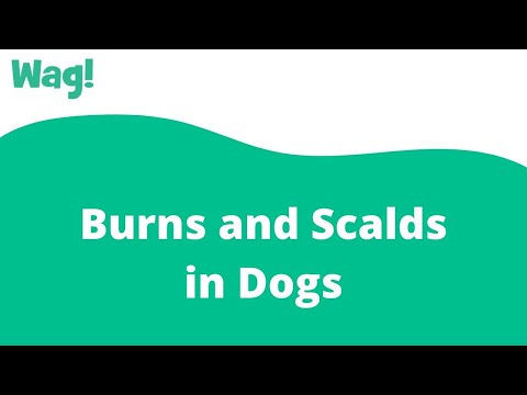 Video: Dog Burns And Scalds - Burns And Scalds On Dogs