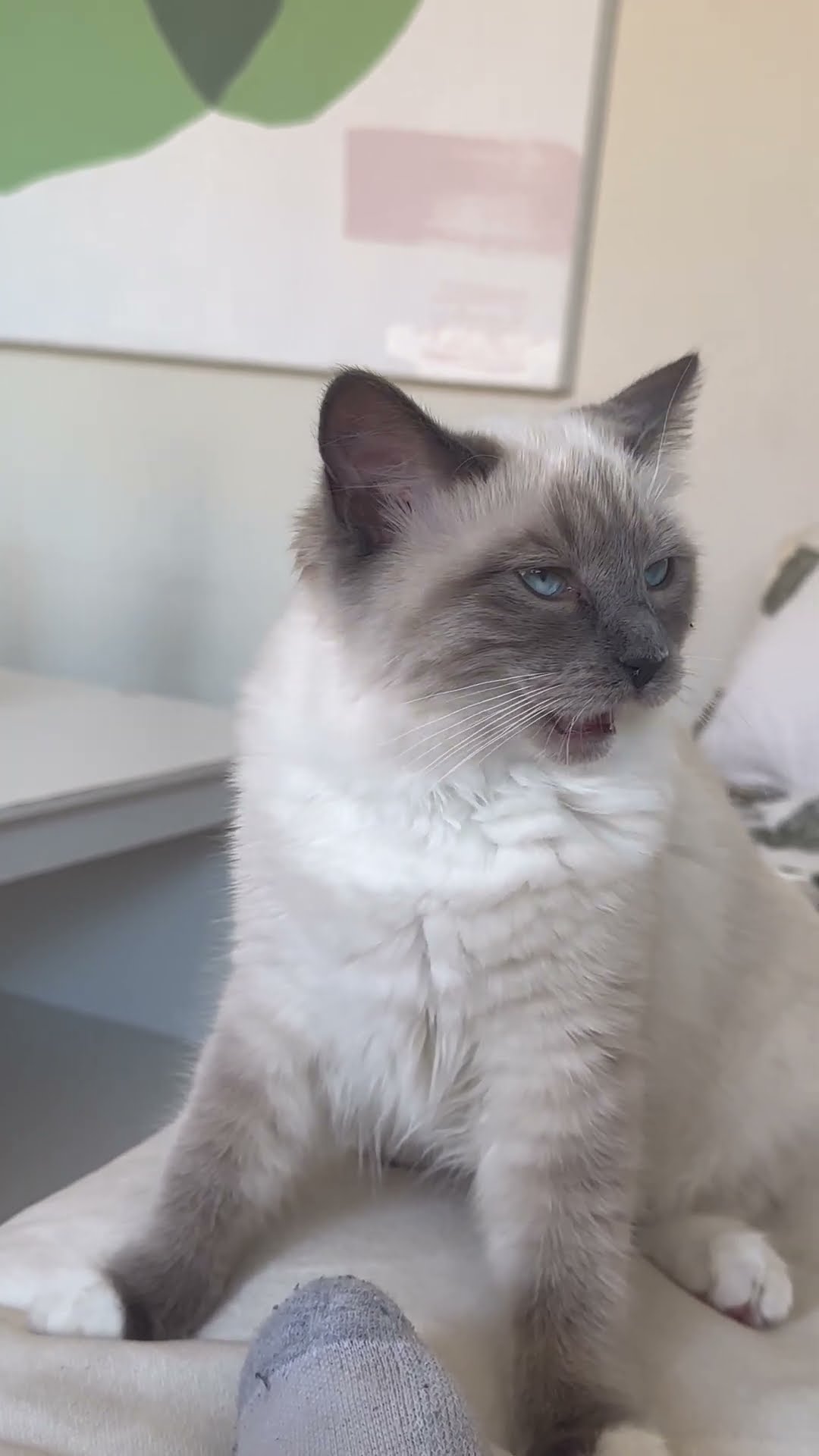 Kitten Reacts to Smelly Socks || ViralHog