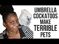 Umbrella Cockatoos Make TERRIBLE Pets