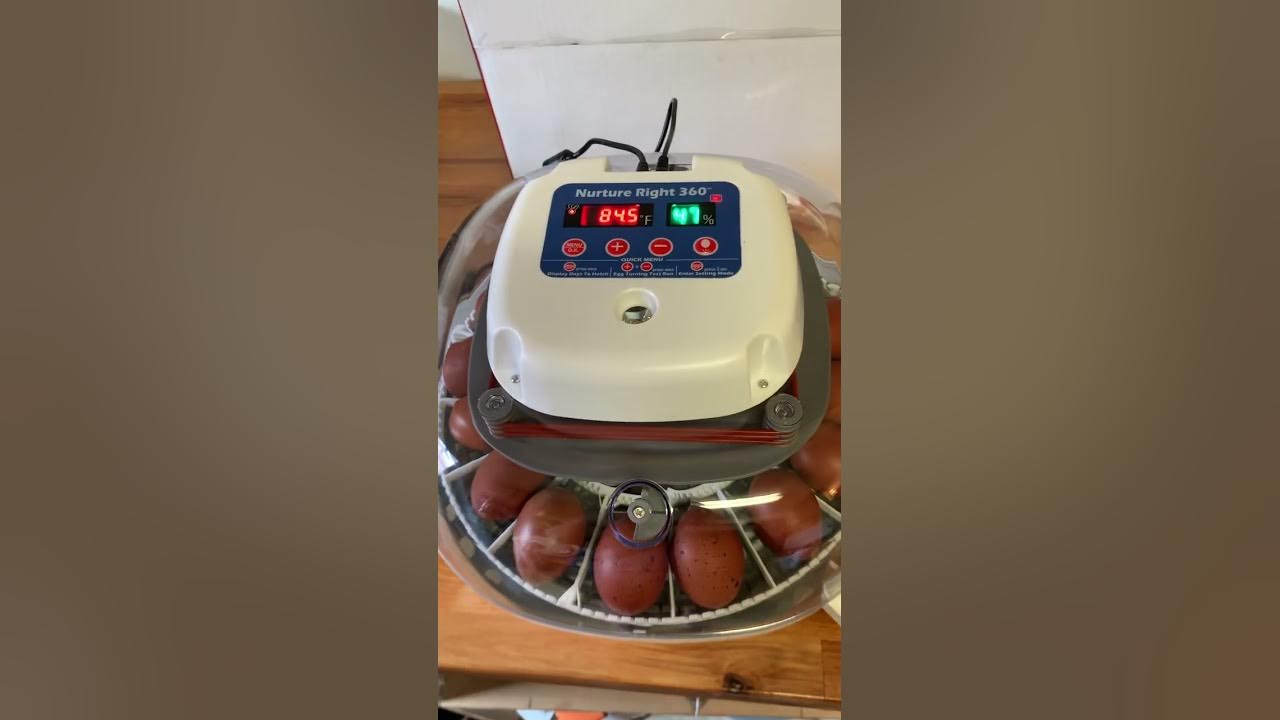 Nurture Right 360 New Incubator Set Up YouTube