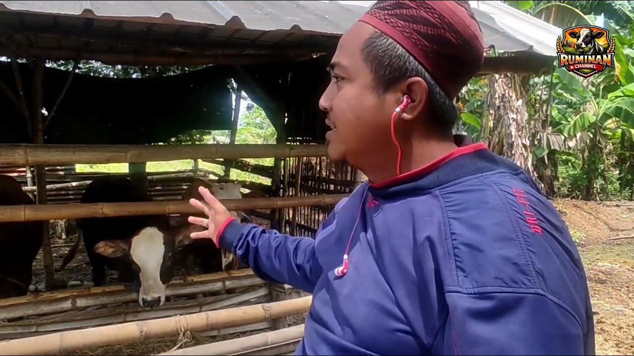 Dari Bibit Unggul Sampai Ternak Makmur: Rahasia Sukses Program IB 