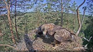 Golden Eagle Cam in Latvia | Spilve offers a mouse | 06-25-20 | 9:29 a.m.