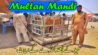 Eid Kay Bad KANDAY Kay Majaoda Rate | Multan Cow Mandi | | SS Tv |