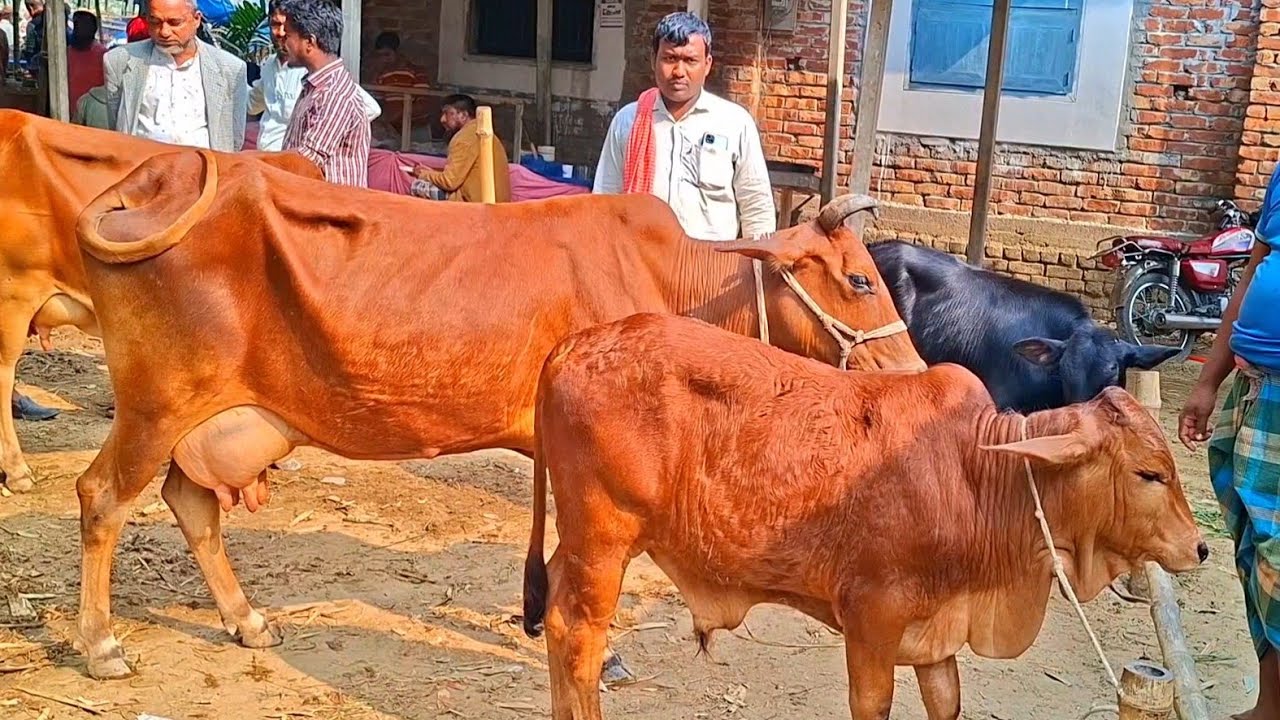 @আজ 4 February , 2026| বাছুর সহ গাভী গরুর দাম | gavi goru dam | | আফতাবগঞ্জ হাট |দিনাজপুর