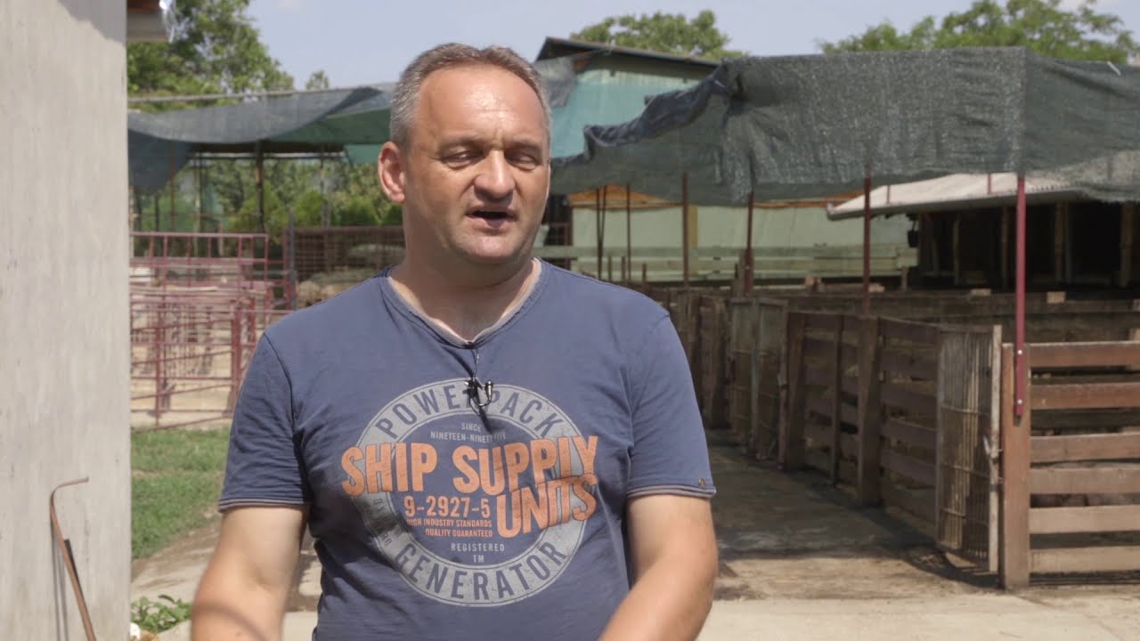 Uzgoj i farma svinja u Bajsi - U nasem ataru 750