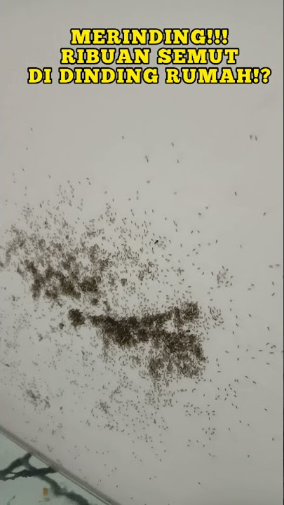 MERINDING‼️😳🤪 ADA RIBUAN SEMUT DI DINDING RUMAH‼️