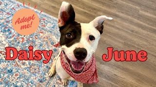 Adoptable Daisy June Miss Happy Pants