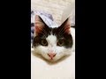 映画を見るネコ　The cat likes comedy film