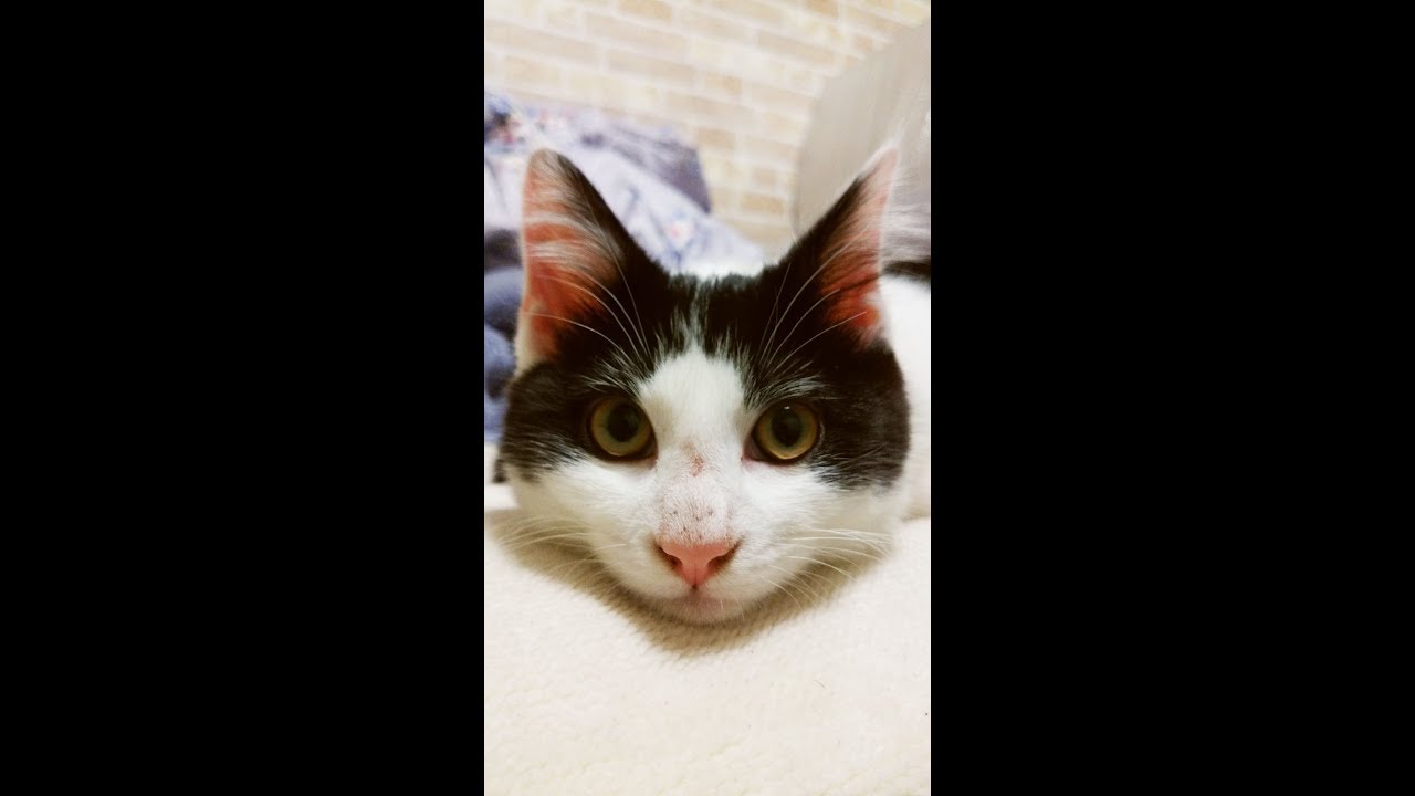 映画を見るネコ　The cat likes comedy film