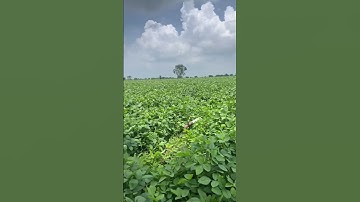 2172 #soybeans #Agriculture #viralVideo #video
