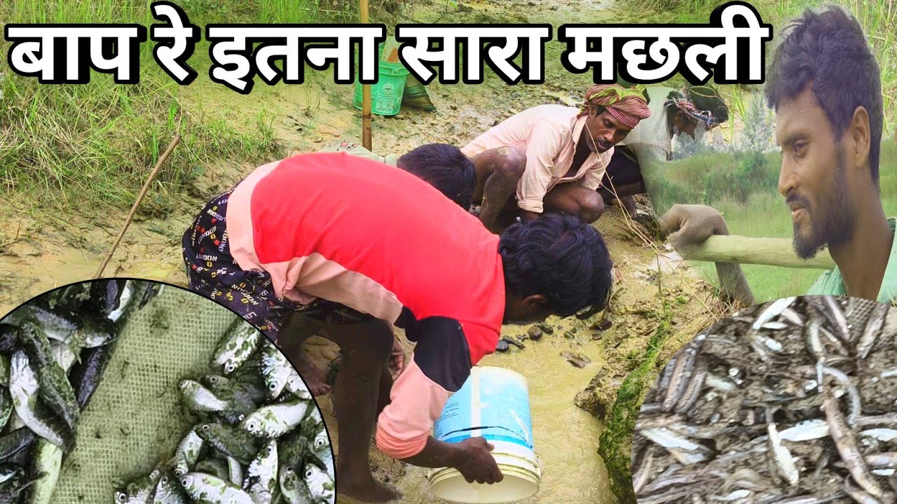 बाप रे छोटा सा नदी में सभी प्रकार का मछली