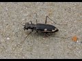 Beetle watch: Hypaetha biramosa tiger beetle scavenging on the beach.