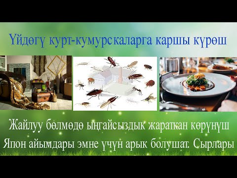 Video: Кантип курт курт-кумурска болот?