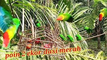 DAPAT POIN 2 EKOR SERINDIT DASI MERAH/MENJEBAK di POHON SAWIT MUDA