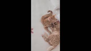 Mikey & Tana - Adorable Kittens - SPCR by PurebredCatRescue 302 views 3 months ago 56 seconds