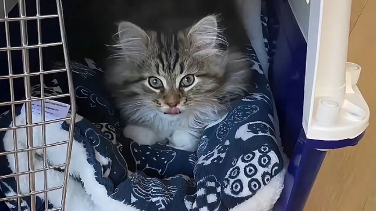 Его хозяин умер – этот кот не ел 6 дней, пока кто-то не сделал это.