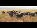 Wild puro sangue lusitano horses