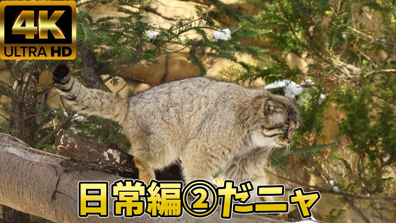 【マヌルネコ】生前のボル君⑤日常編２