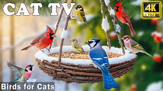 Snowy Bird Feeder－Happy Chirping &amp; Playful Bird Activity for Curious Cats 🦜 CAT TV for Cats to Watch