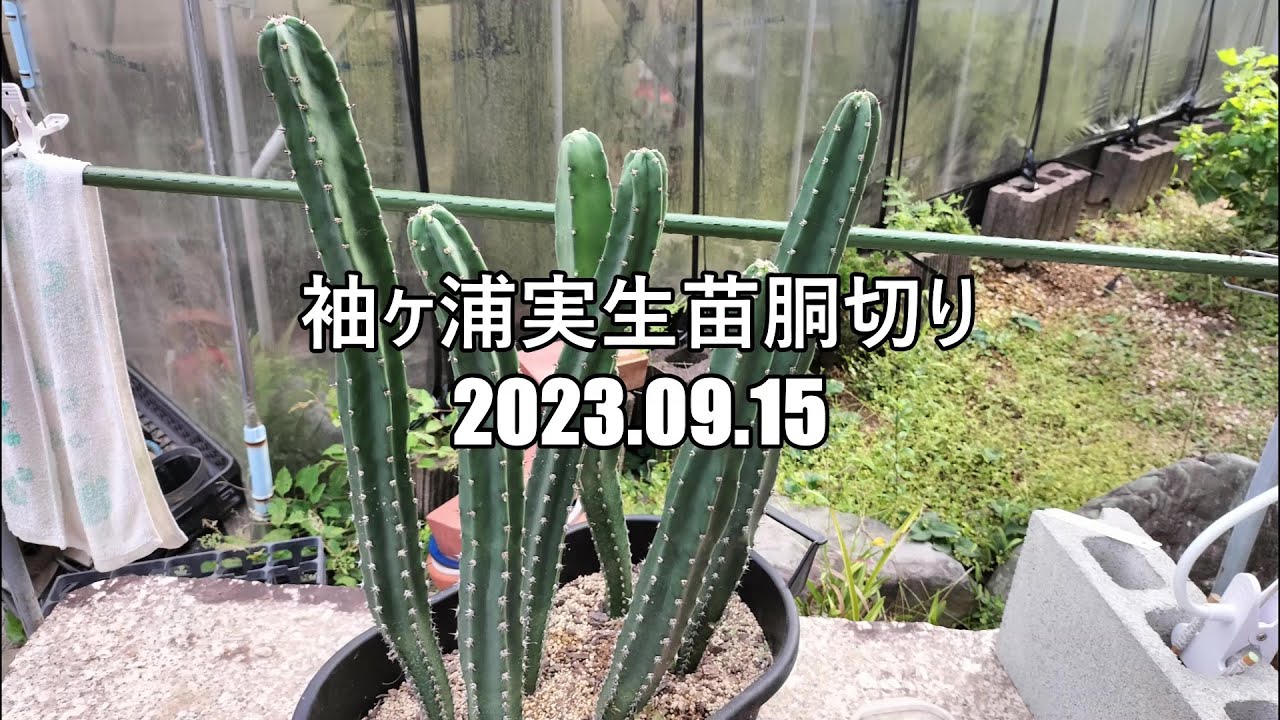 80858078_6