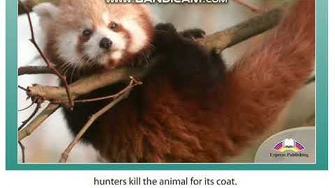 Excel 8 Module 6 About the Red Panda