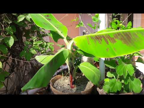 Video: Cum pregătiți solul pentru o plantă de banane?