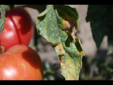 Видео: Какво причинява мана по доматите?