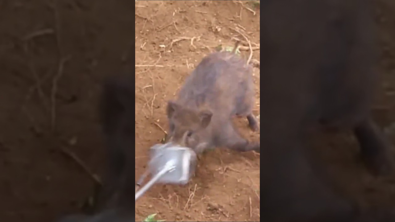 猪の生け捕り！　鼻をくくる！ #hunting #有害鳥獣駆除 #狩猟