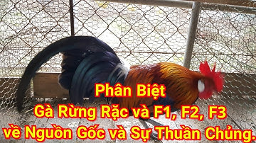 Phân Biệt Gà rừng R.ặc và F1, f2, f3, nguồn gốc và sự thuần chủng - the forest chicken in Vietnamese