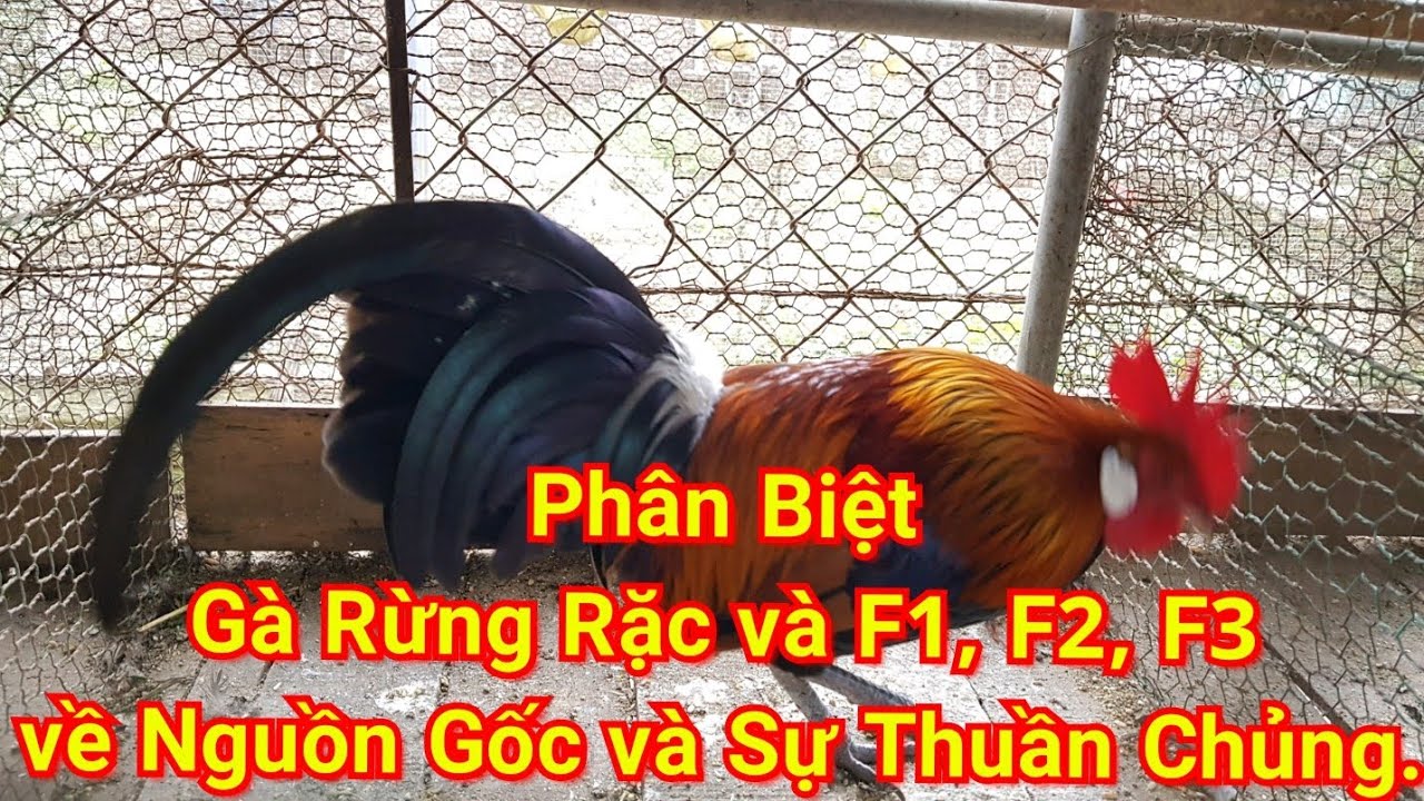 Phân Biệt Gà rừng R.ặc và F1, f2, f3, nguồn gốc và sự thuần chủng - the forest chicken in Vietnamese