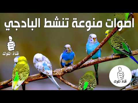 فيديو: 