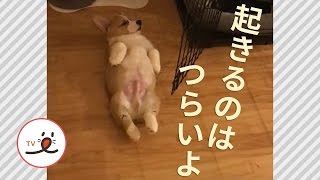 起き上がれないコーギーくん。じたばた姿がかわいくて、「がんばれ」って応援したくなる☺【PECO TV】