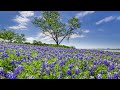 Discover the beauty of texas exploring bluebonnet flower fields