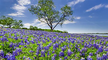 Discover the Beauty of Texas: Exploring Bluebonnet Flower Fields