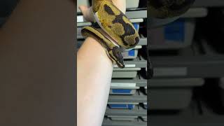 Ball Python Genetics Projects - Pied Het Desert Ghost