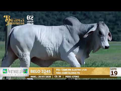 LOTE 19   BELO 3245