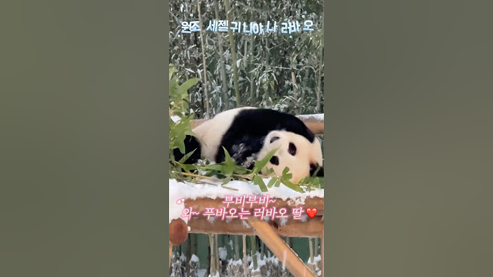 11.27, 원조 세젤귀 러바오십니다 역시 클래스는 영원하다 킹왕짱 러바오❤️#pandababies#lebao
