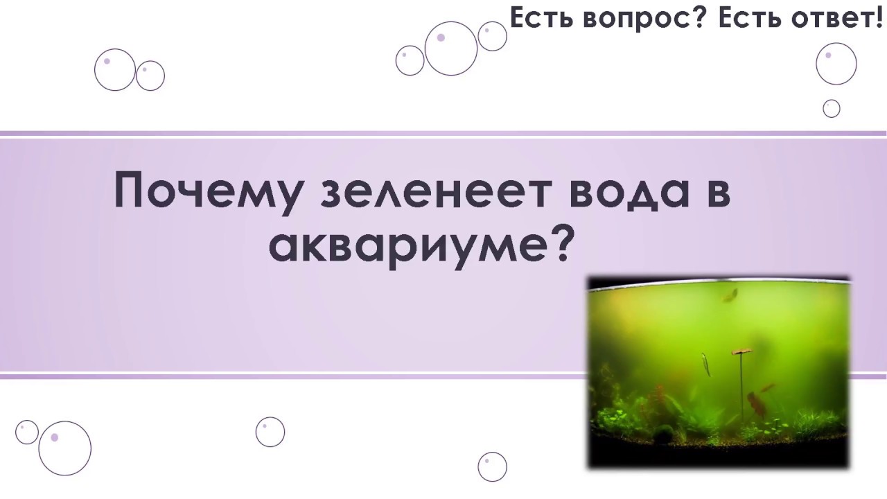 Вода в фильтре зеленеет. Зеленеет вода в аквариуме. Почему зеленеет вода в аквариуме. Почему вода зеленеет. Зеленая вода в аквариуме.