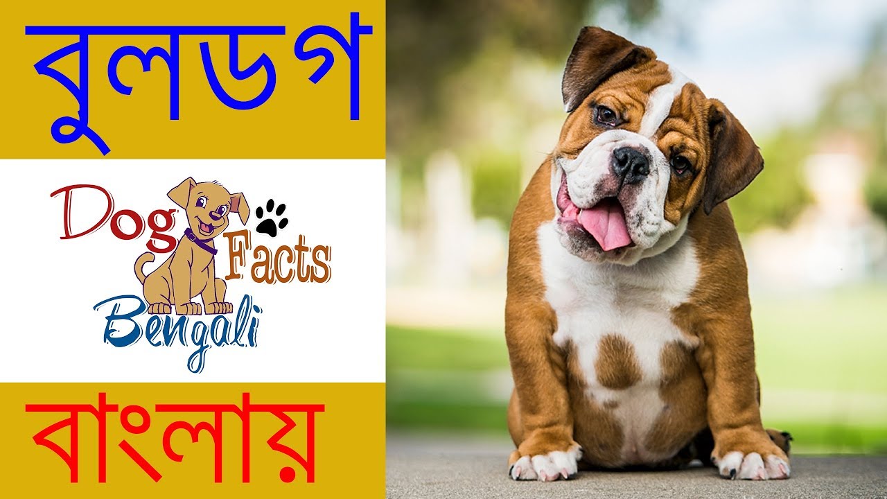 dog essay bengali