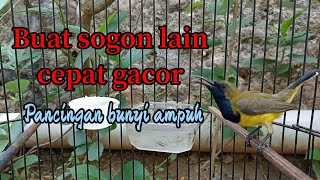 PANCINGAN SOGON AGAR NGLEPER !! terampuh #sogongacor #sogontarungngleper