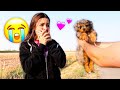 SURPRISING MY FIANCÉ WITH A PUPPY!! *She Cried*